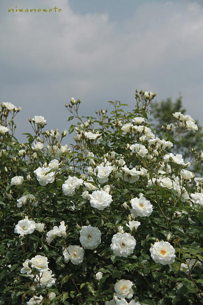 d0166303_23132727.jpg