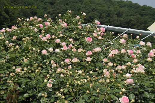 d0166303_23162037.jpg