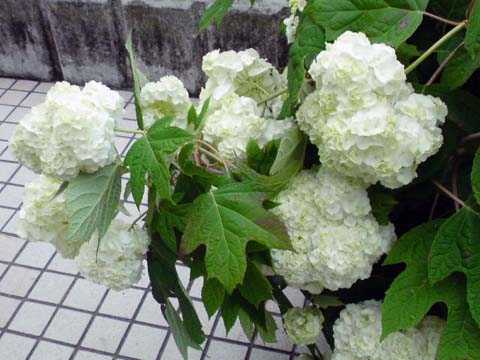 e0177509_2038926.jpg