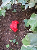 a0027014_7342639.jpg