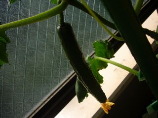 c0211319_16395110.jpg