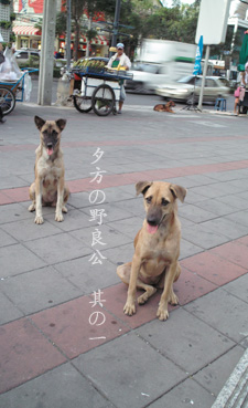 d0042827_335653.jpg