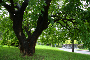 e0156339_1192182.jpg