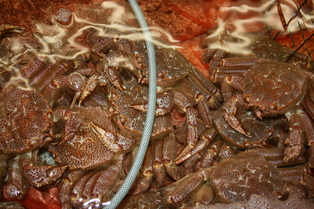 e0127743_2241335.jpg