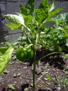 c0224154_12513599.jpg