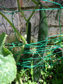 c0224154_1251970.jpg