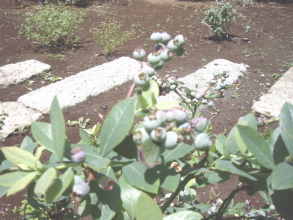c0224154_1254342.jpg