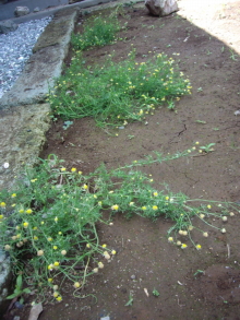 c0224154_12551637.jpg