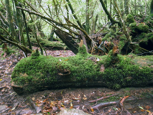 c0048265_15372150.jpg