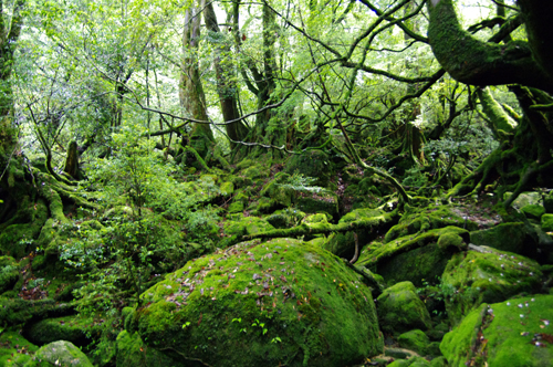 c0048265_15405195.jpg