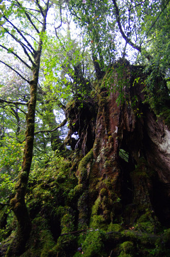 c0048265_1545944.jpg