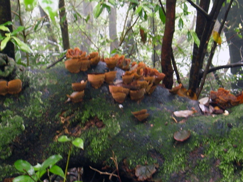 c0048265_16114163.jpg
