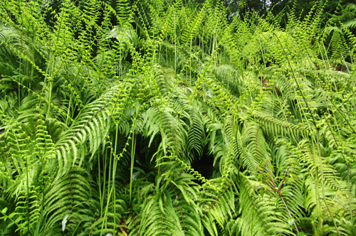c0048265_1618105.jpg