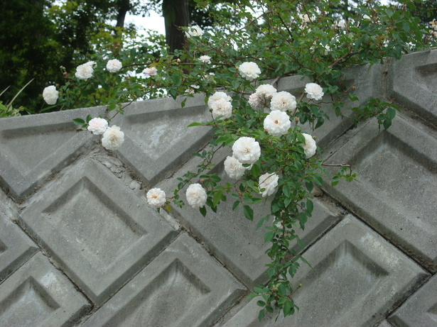 d0152765_15532213.jpg