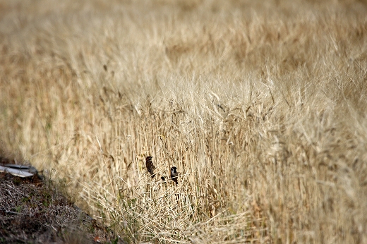 e0190885_19142673.jpg