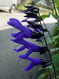 c0122791_21484040.jpg