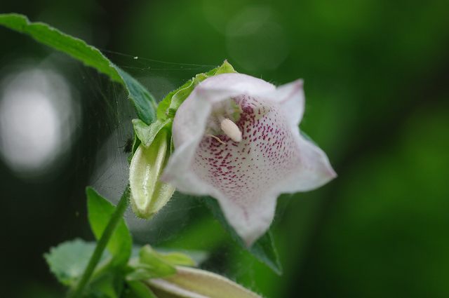 e0070891_2021223.jpg