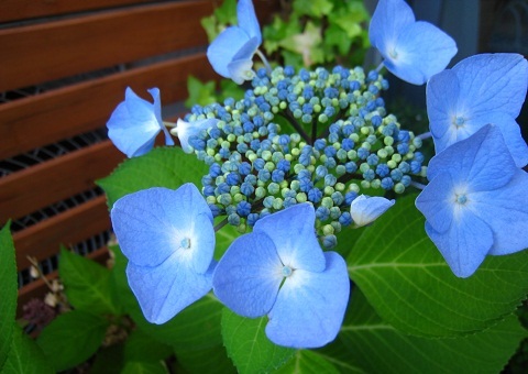c0084117_17553197.jpg
