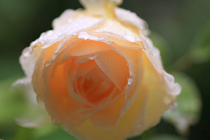b0165522_1743130.jpg