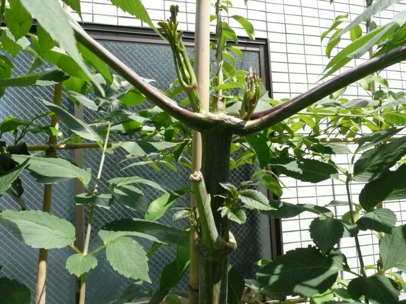 e0033229_20133179.jpg