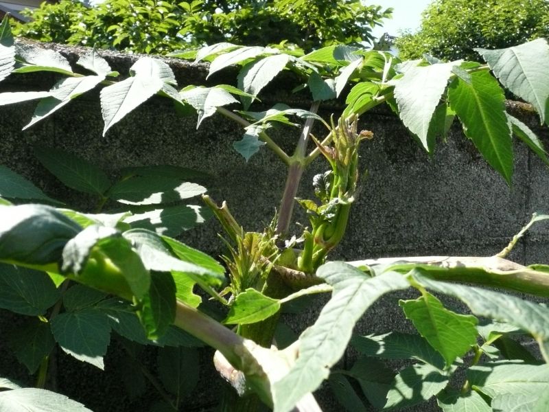 e0033229_2014870.jpg