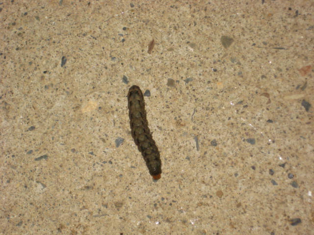 e0166032_21235439.jpg