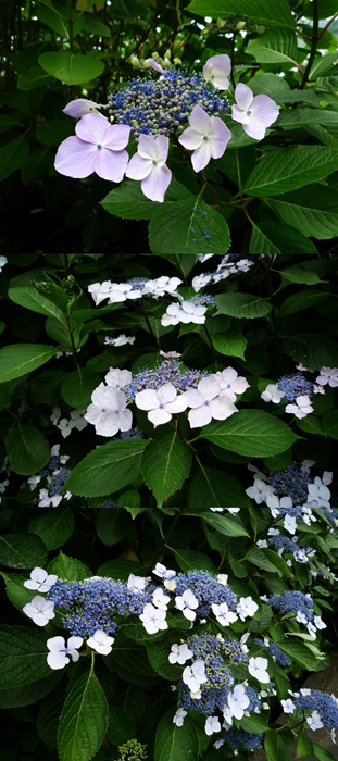 d0037233_1037553.jpg