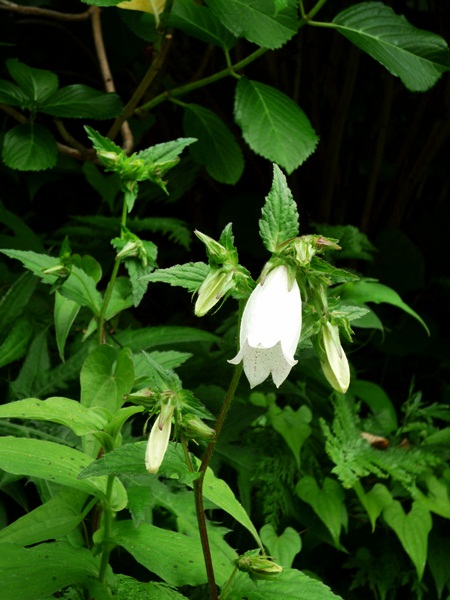 d0037233_10452985.jpg