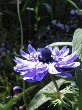 c0098050_20413110.jpg
