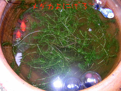 d0025555_11564411.jpg