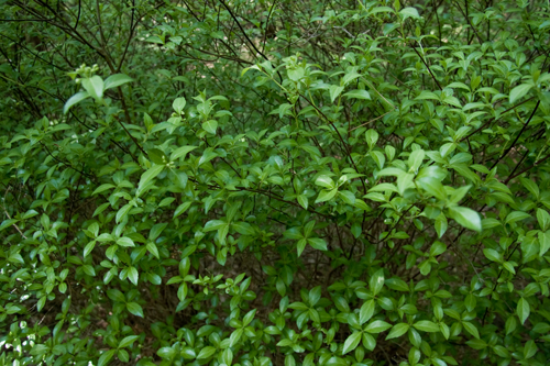 b0133463_1953960.jpg