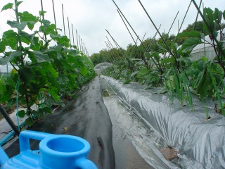 f0055264_052647.jpg