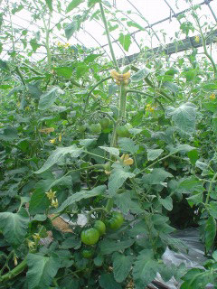 f0055264_21595351.jpg