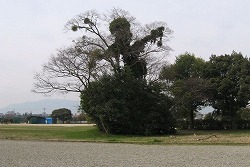 e0041168_12314625.jpg