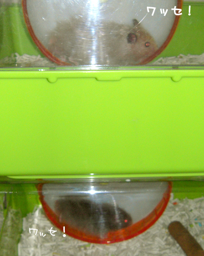 c0160473_1245516.jpg