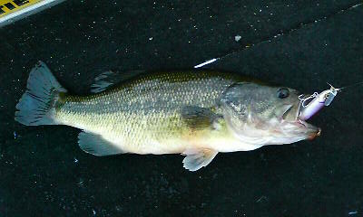 a0040876_094248.jpg