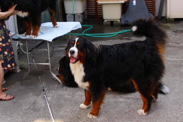 c0149178_1745404.jpg