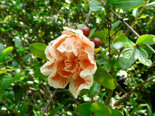 e0145782_1841576.jpg