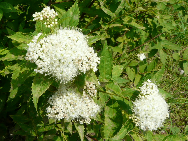 e0145782_18424943.jpg