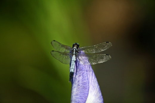 e0190885_18321231.jpg