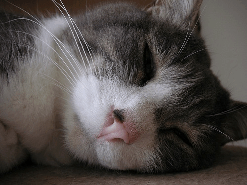 d0057595_0573428.gif