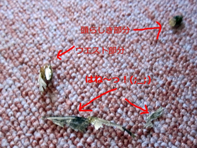 a0155999_2354859.jpg