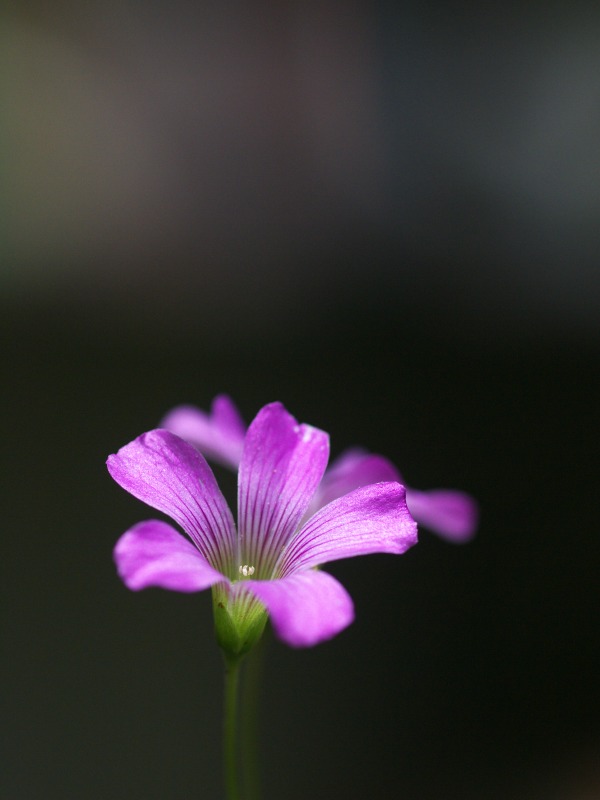 f0224100_5295960.jpg