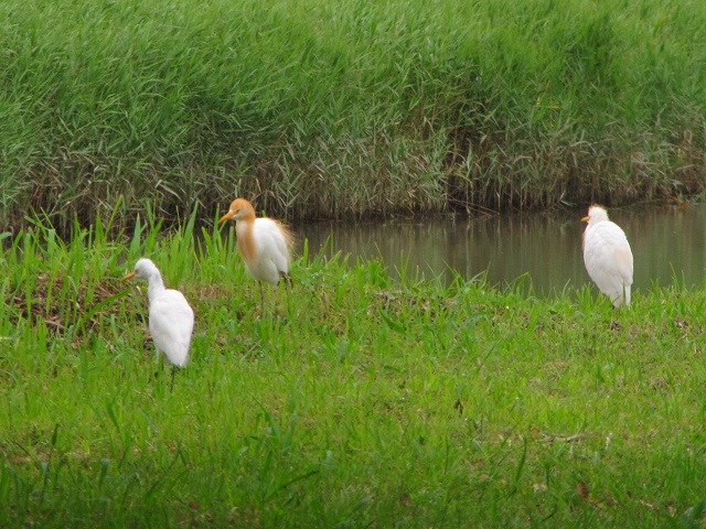 d0037110_04687.jpg