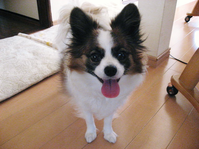 a0149240_10333465.jpg