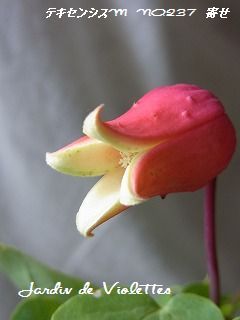 e0118257_1673981.jpg