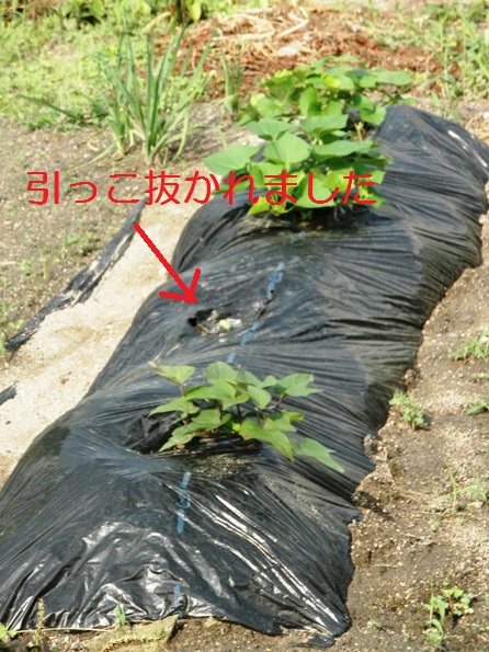 e0022374_834874.jpg