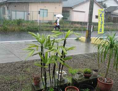 e0130185_1505385.jpg