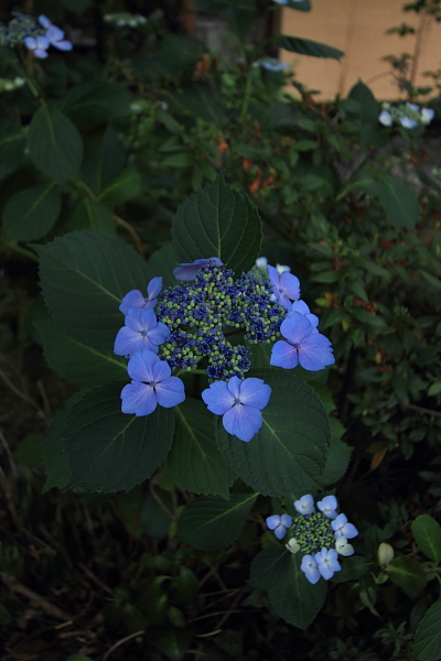 e0051888_2043311.jpg
