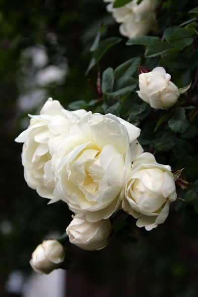 e0123689_54457100.jpg
